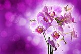 Fototapeta Fiołkowa orchidea na purpurowym bokeh tle
