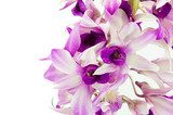Fototapeta Fiołkowa orchidea odizolowywająca na białym tle