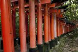 Fototapeta Fushimi Inari