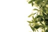 Fototapeta Gaj oliwny - gałązka z owocami
