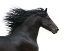 Fototapeta Galopujący koń o czystej krwi