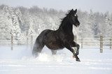 Fototapeta Galopujący koń w śniegu