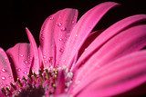Fototapeta Gerbera w różowym śnie 
