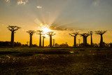 Fototapeta Górujące nad baobabami
