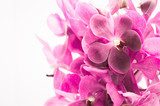 Fototapeta Granica odizolowywająca na bielu storczykowy kwiat (Vanda purpury)
