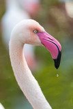 Fototapeta Greater Flamingo