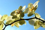 Fototapeta Grzywna gałęzi kwitnących żółta orchidea