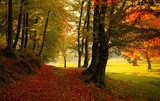 Fototapeta Jesienią drogi leśnej