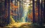 Fototapeta Jesienna natura leśna. Żywy poranek w kolorowym lesie z promieniami słońca przez gałęzie drzew. Sceneria natury ze światłem słonecznym.