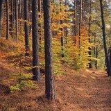 Fototapeta Jesienny las na Mazurach