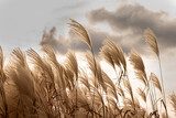 Fototapeta Jesienny pejzaż z trawami pampasowymi