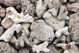 Fototapeta kamienie, piasek, koral, makro, przyroda