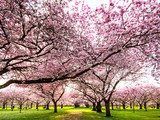 Fototapeta Kolor wiosny: Ogród z japońskimi kwiatami wiśni