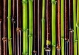 Fototapeta Kolorowe łodygi bambusa