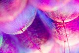 Fototapeta Kolorowy Pastelowy tło - żywy abstrakcjonistyczny dandelion kwiat