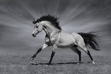 Fototapeta Koń kasztan w ruchu