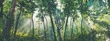 Fototapeta Koncepcja ekologiczna Dnia Ziemi z tłem lasów tropikalnych, scena ochrony naturalnego zalesienia z drzewem baldachimowym na wolności, koncepcja zrównoważonego rozwoju i odnawialne środowisko