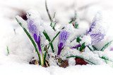 Fototapeta Krokusy w śniegu