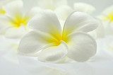 Fototapeta kwiat frangipani
