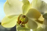 Fototapeta kwiat kwitnącej żółta orchidea