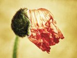 Fototapeta kwiat maku (172) (papaver)