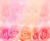 Fototapeta Kwiat róży tło