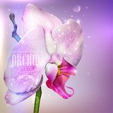 Fototapeta kwiat tło z orchidei kwitnąć