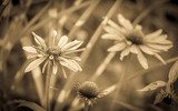 Fototapeta Kwiaty echinacea ton sepii