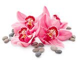 Fototapeta Kwiaty orchidei i kamienie