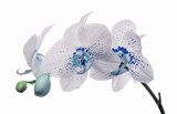 Fototapeta kwiaty orchidei z dużymi i małymi niebieskimi plamkami