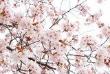 Fototapeta Kwitnące kwiaty wiśni
