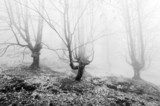 Fototapeta las z mgłą