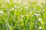 Fototapeta Łaty światło od rosy na trawie