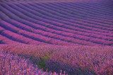 Fototapeta Lavendelfeld - lawendowe pole 04