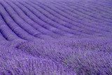 Fototapeta Lawendowi pola blisko Valensole w Provence, Francja