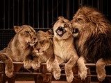 Fototapeta Lew i trzy lwica
