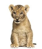 Fototapeta Lion cub siedzi, 7 tygodni, na białym tle