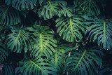 Fototapeta Liście Monstera Philodendron - roślina lasów tropikalnych