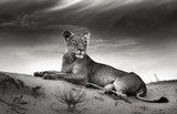 Fototapeta Lwica na pustynnej wydmie