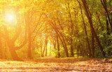 Fototapeta Magiczny las jesienią w słoneczny dzień