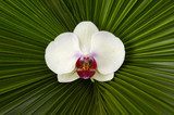 Fototapeta Makro- biała orchidea na palmowego liścia tle