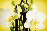 Fototapeta Makro- fotografia żółta orchidea