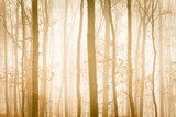 Fototapeta Mgła z żółtym światłem słonecznym zakrywa drzewa w lesie