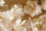 Fototapeta Miękki i marzycielski beżowy kwiat teksturowanej tło