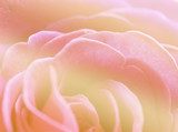 Fototapeta miękki różowy kolor natura tło róża