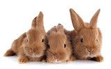 Fototapeta młode króliki