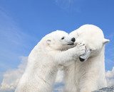 Fototapeta Młody śliczny niedźwiedź polarny bawić się z jego matką