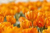 Fototapeta Moc pomarańczowych tulipanów