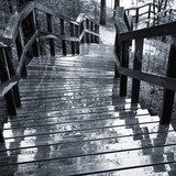 Fototapeta Mokry drewniany schody w lesie
