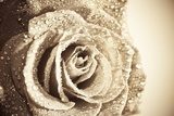 Fototapeta Mokry retro - tonowany wibrujący koloru pojedynczej róży tło